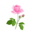 Pink Rose isolated on white background. Vector illustration of fresh fragrant flower with buds and green leaves Royalty Free Stock Photo