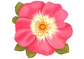 Pink rose isolated on white background. Watercolor illustration