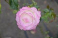 Pink rose