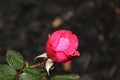 Pink Rose