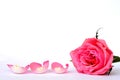 Pink rose leaves with empty room copy space Royalty Free Stock Photo