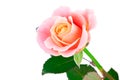 Pink rose