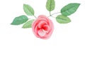 Pink rose with leaves isolated on white background ,Aroma candle Royalty Free Stock Photo