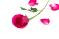 Pink rose with leaves isolated on white background for romantic event