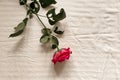 A pink rose lies on a light plain sheet. Aesthetics Minimalism.