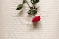 A pink rose lies on a light plain sheet. Aesthetics Minimalism.