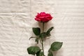 A pink rose lies on a light plain sheet. Aesthetics Minimalism.
