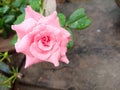 Pink Rose look stuning love Royalty Free Stock Photo