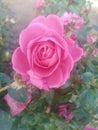 Pink rose love sign good gift