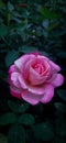Pink Rose !! Royalty Free Stock Photo
