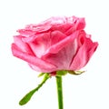 Pink rose macro Royalty Free Stock Photo