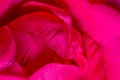 Pink rose macro Royalty Free Stock Photo