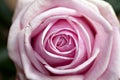 Pink rose macro close up Royalty Free Stock Photo