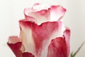 Pink rose macro close up Royalty Free Stock Photo