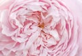 Pink rose macro close up, shallow depth of field Royalty Free Stock Photo