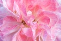 Pink rose macro close up in garden Royalty Free Stock Photo