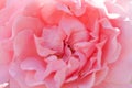 Pink rose macro close up in garden Royalty Free Stock Photo