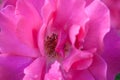 Pink rose macro close up in garden Royalty Free Stock Photo