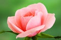 Pink rose macro close up - yellow background Royalty Free Stock Photo