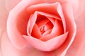 Pink rose macro close up - yellow background Royalty Free Stock Photo