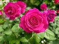 Pink rose macro close view in the garden Royalty Free Stock Photo