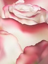 Pink rose macro. EPS 10 Royalty Free Stock Photo