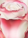 Pink rose macro. EPS 10 Royalty Free Stock Photo