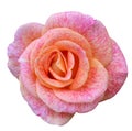 Pink rose macro isolated on white Royalty Free Stock Photo