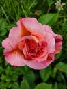 Pink rose in the meadow. Grass, leaves, greens. Veins on the petals