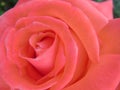 Pink Rose Royalty Free Stock Photo