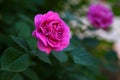 Mini Pink rose summer garden Royalty Free Stock Photo