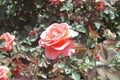 Pink rose in Mississippi