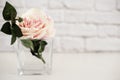 Pink Rose Mock Up. Styled Stock Photography. Floral Styled Wall Mock Up. Rose Flower Mockup, Valentine Mothers Day Card, Giftcard