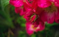 Pink rose in the morning dew Royalty Free Stock Photo