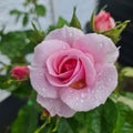 Pink Rose flower with morning dew Royalty Free Stock Photo