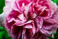 A pink rose with morning dew Royalty Free Stock Photo