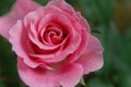 Pink Rose in the morning with love meaning