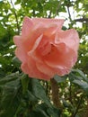 Pink rose nature photography