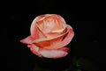 Pink rose at night