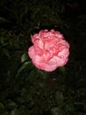 Pink rose in the night close up Royalty Free Stock Photo