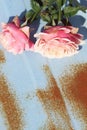 Pink rose on old metal blue background Royalty Free Stock Photo
