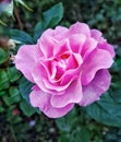 Pink rose in portland,oregon Royalty Free Stock Photo