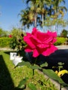 Pink rose in our garden @ Chiangmai Royalty Free Stock Photo