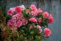 Pink rose in our garden Royalty Free Stock Photo