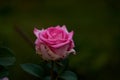 Pink rose in our garden Royalty Free Stock Photo