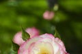 pink rose in outdoor garden. Metaphor for gentleness, sophistication, elegance.