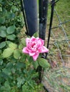 Pink Rose Outside a Chain Link Fence Royalty Free Stock Photo