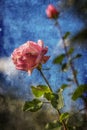 Pink rose over blue sky