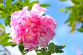 Pink rose over bright blue sky Royalty Free Stock Photo