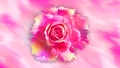 Pink rose painting on abstract background